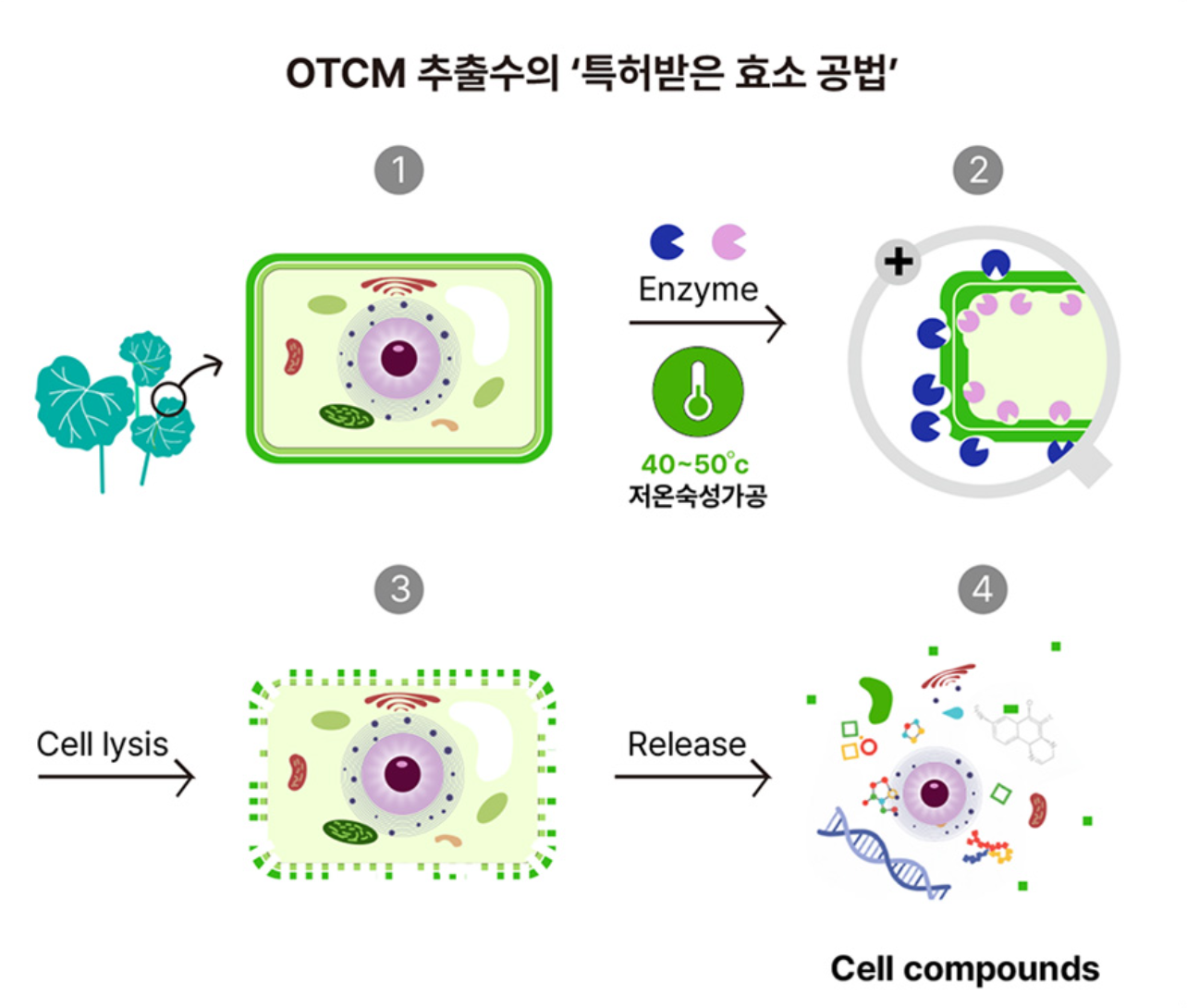 OTCM's patented enzyme process — ① plant cell ② enzyme added (40–50℃ low-temperature aging) ③ cell wall breakdown (cell lysis) ④ release of active components