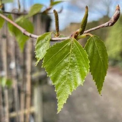 Betula Platyphylla Japonica Leaf Water