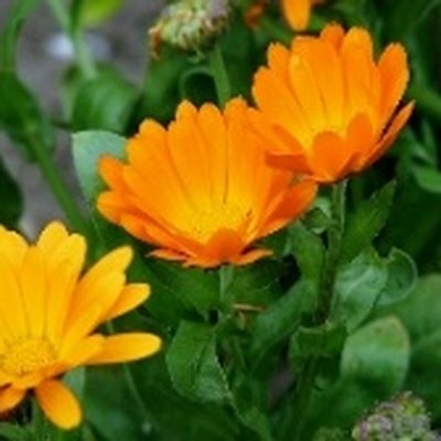 Calendula Flower Water