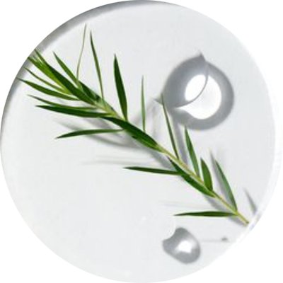 Cica Leaf Water