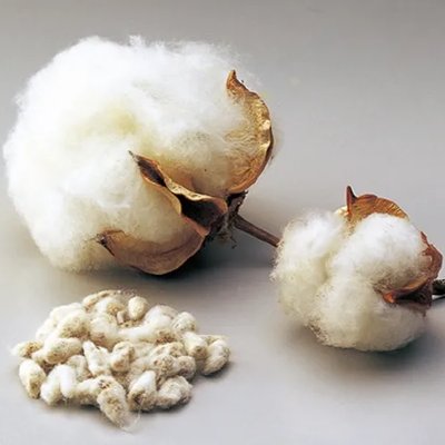 Cotton Fruit Water