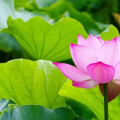 Lotus Water
