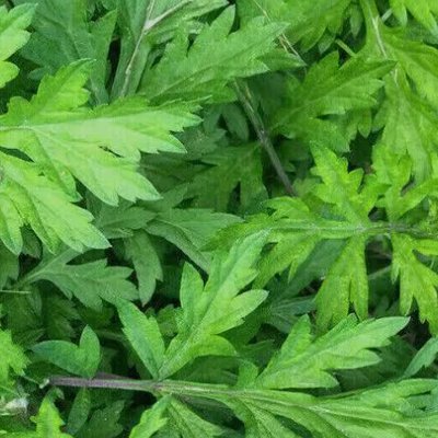Mugwort Water