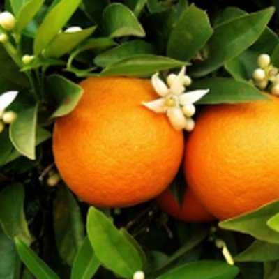 Orange Flower Water