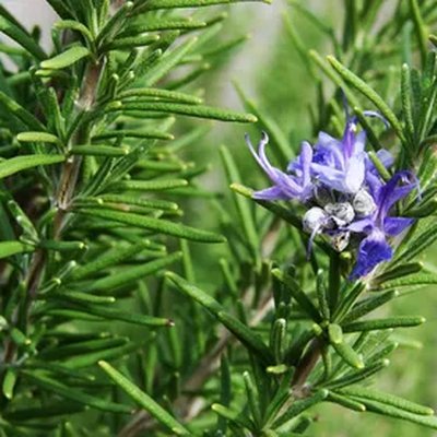 Rosemary Water