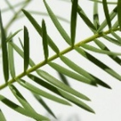 Tea Tree Leaf Water