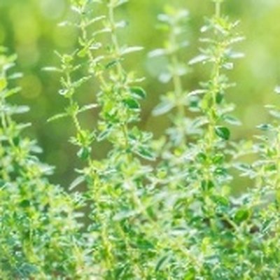 Thyme Leaf Water