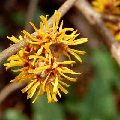 Witch Hazel Water